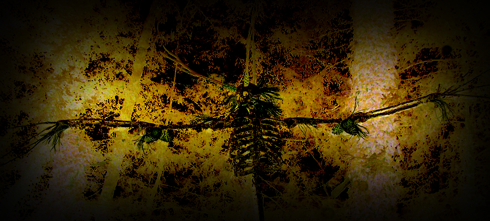 There is something in the pines